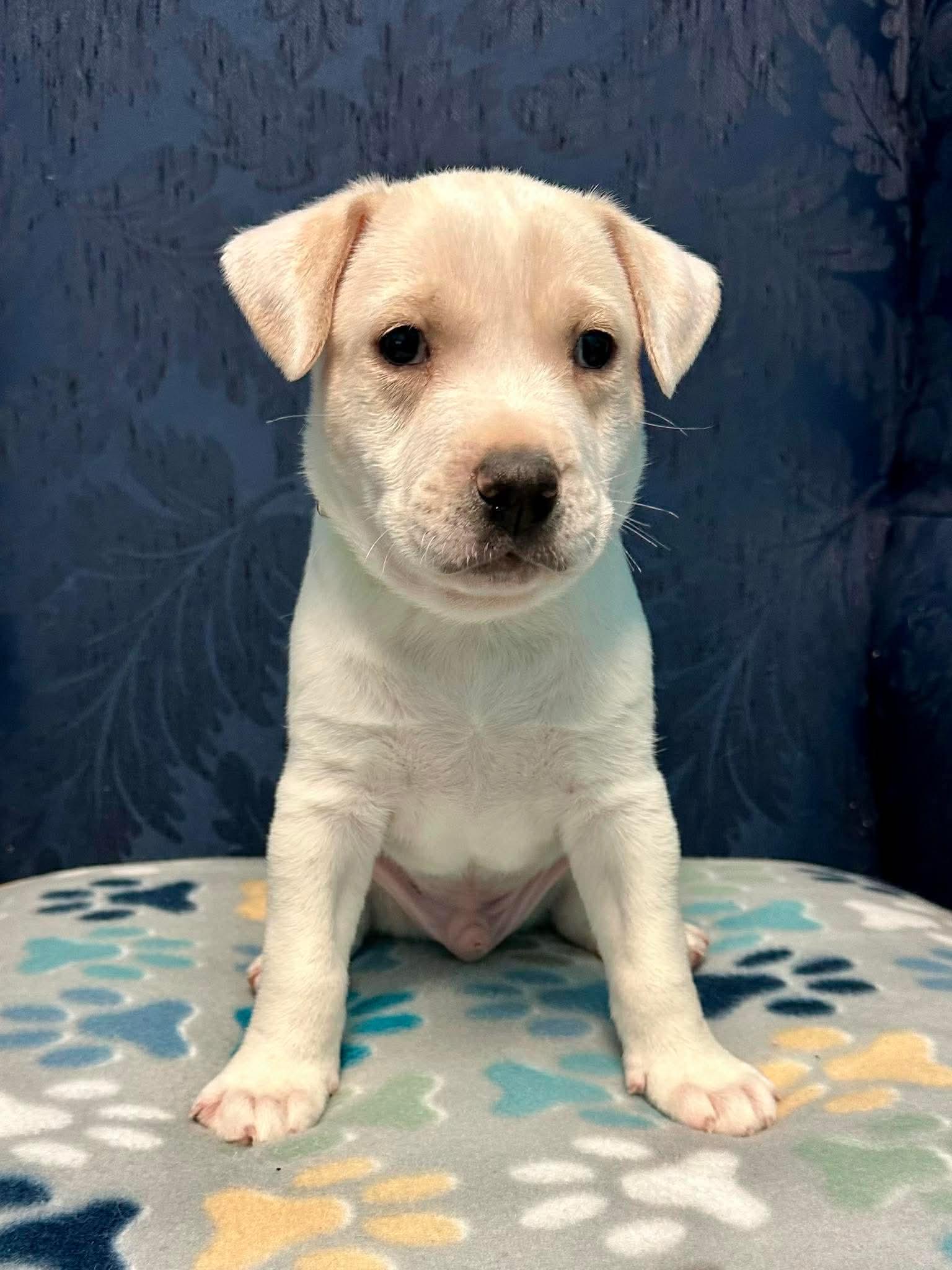 Simon, an adopted mixed breed in Walker, LA image 1/3