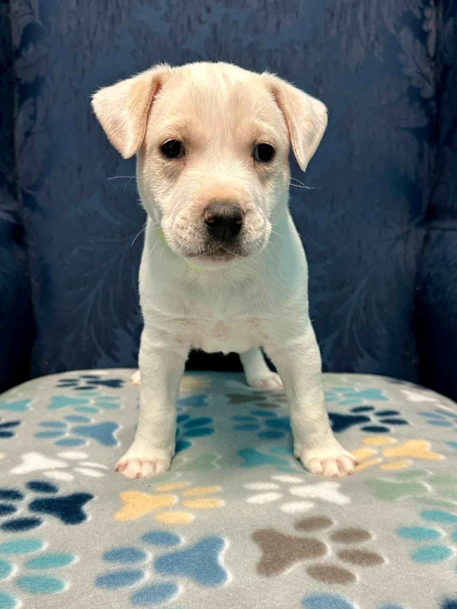 Simon, an adopted mixed breed in Walker, LA image 2/3