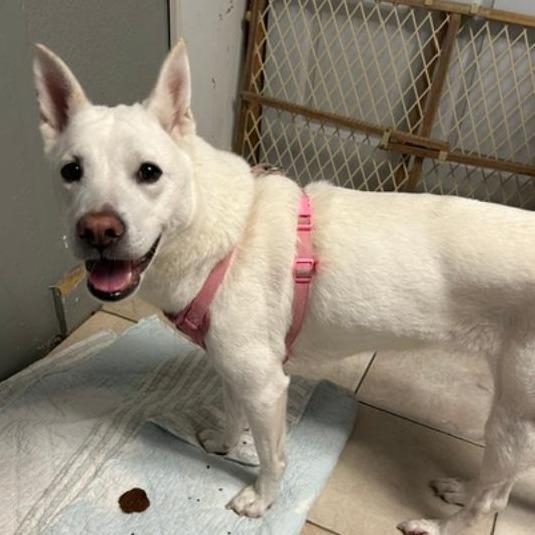 Enlarge Ruby fka Flame, a Adoptable mixed breed in North Myrtle Beach, SC image 1/2