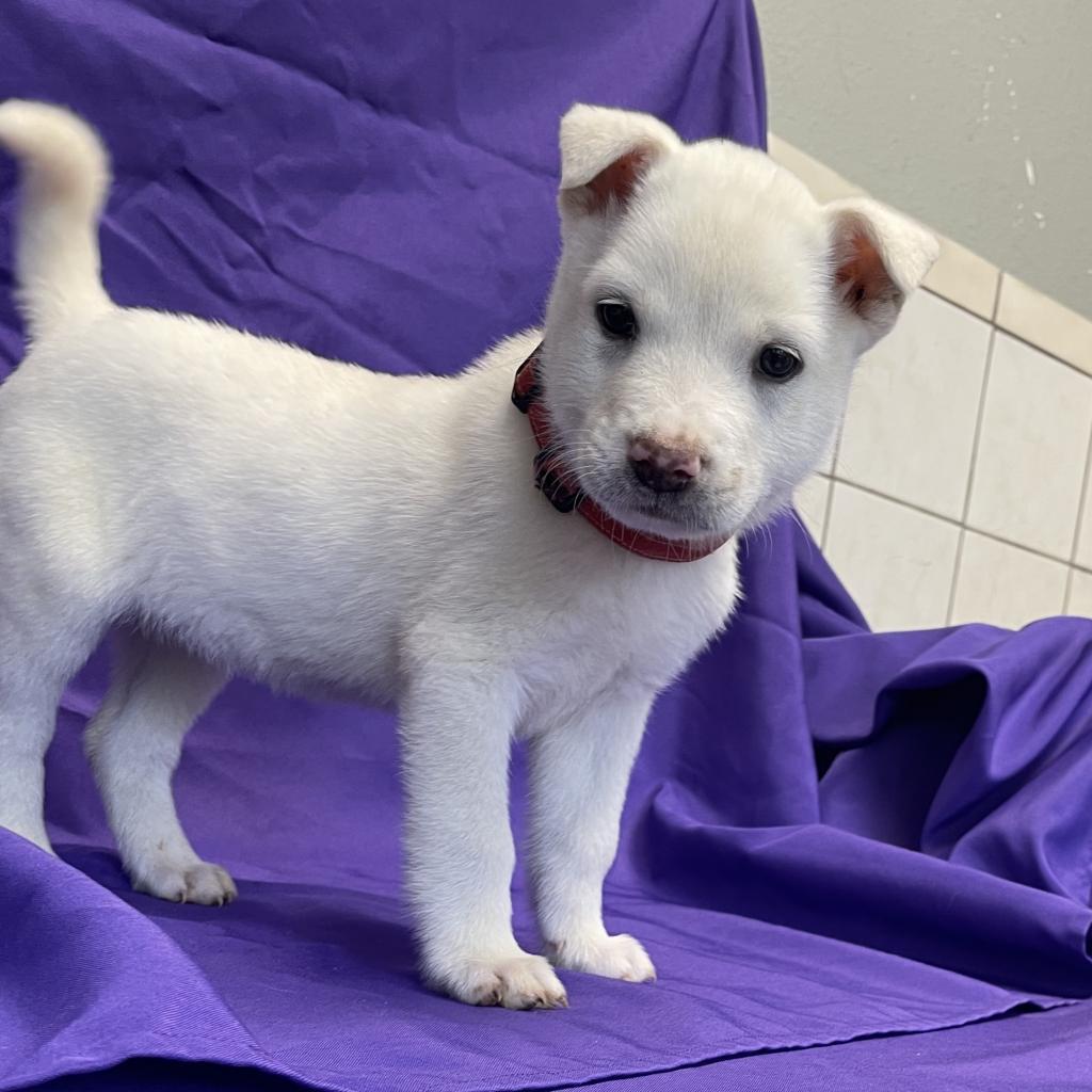 Enlarge Ruby fka Flame, a Adoptable mixed breed in North Myrtle Beach, SC image 2/2