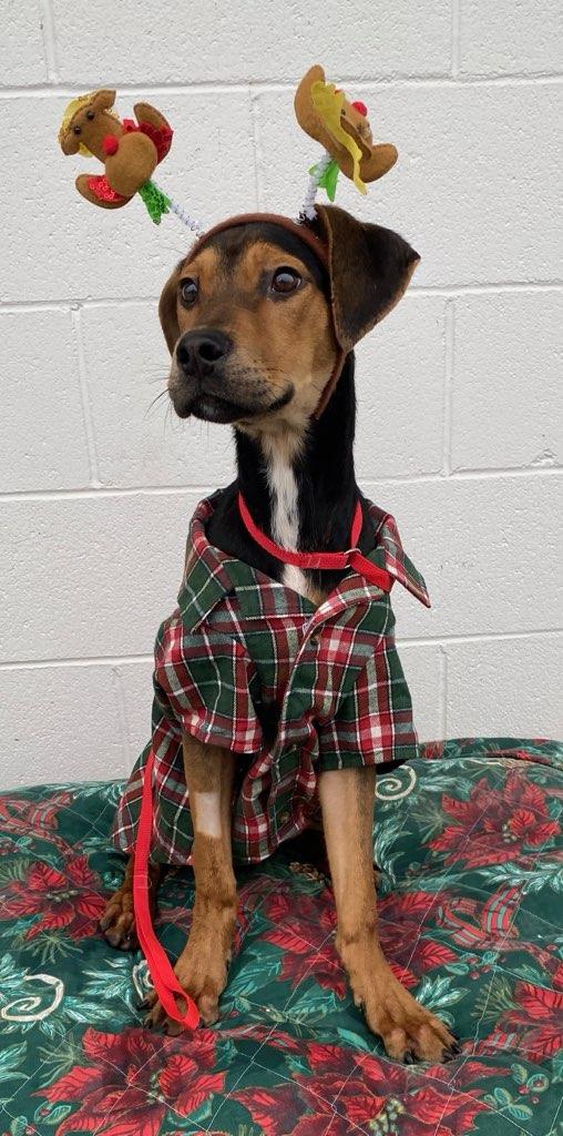 Soldier, Adoptable, Puppy Male Hound.