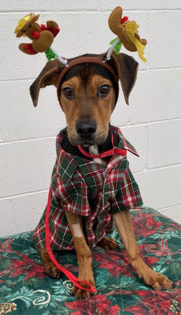Enlarge Soldier, a Adoptable mixed breed in Colusa, CA image 2/5