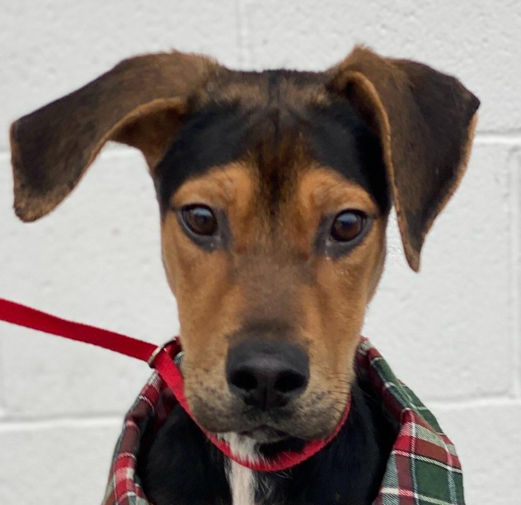 Soldier, Adoptable, Puppy Male Hound.
