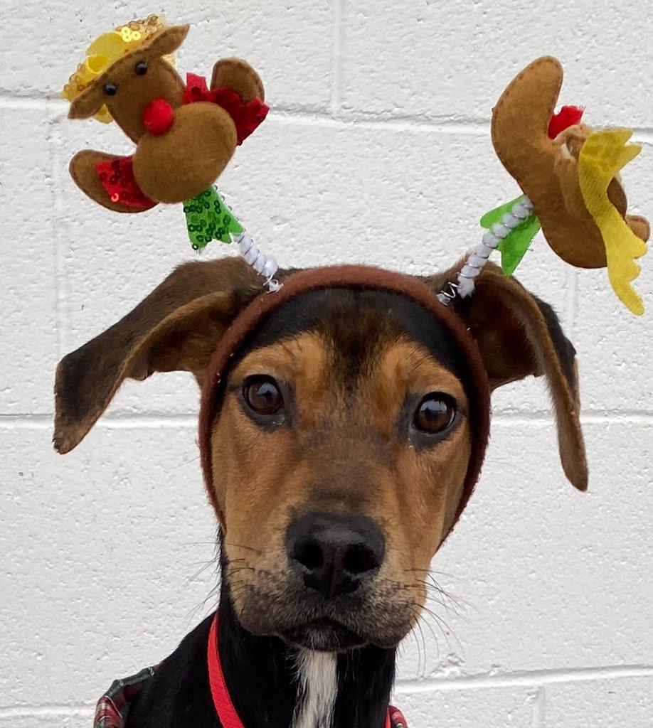 Enlarge Soldier, a Adoptable mixed breed in Colusa, CA image 4/5