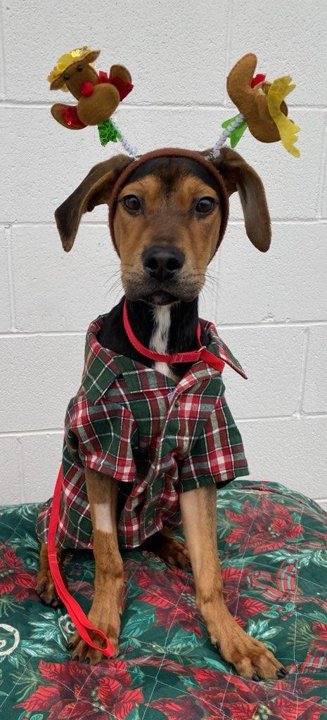 Enlarge Soldier, a Adoptable mixed breed in Colusa, CA image 5/5