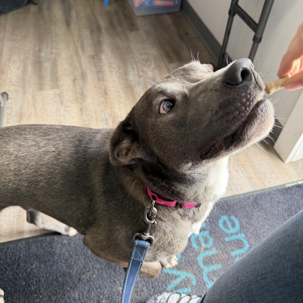 Lotus, Adoptable, Adult Female Labrador Retriever.