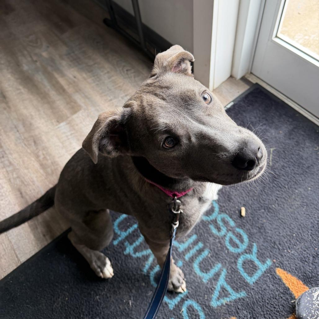 Lotus, a Adoptable Labrador Retriever in Marion, VA image 2/6