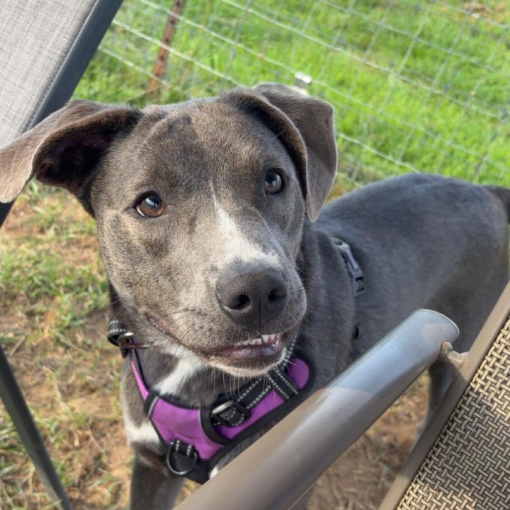 Lotus, a Adoptable Labrador Retriever in Marion, VA image 3/6