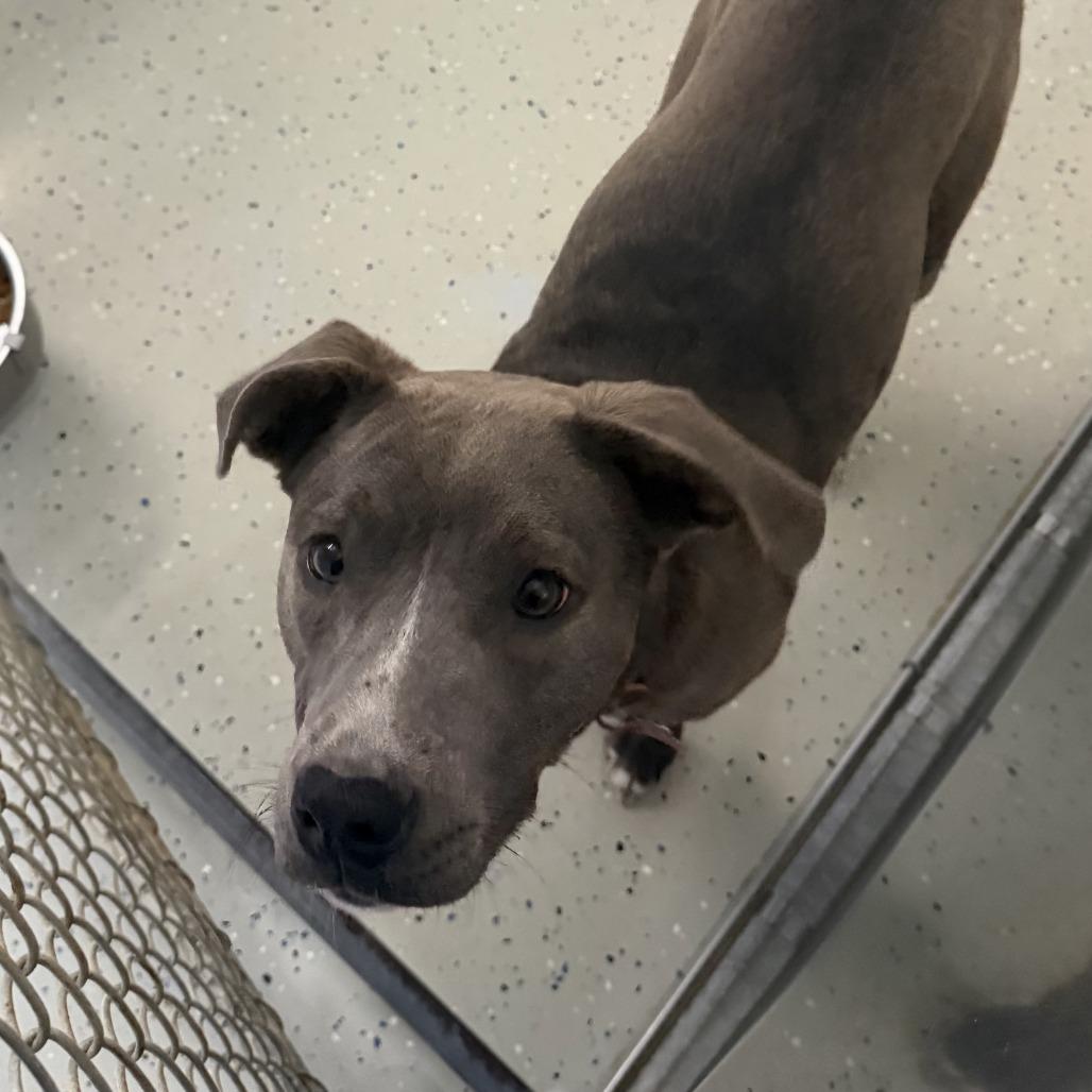 Lotus, a Adoptable Labrador Retriever in Marion, VA image 4/6