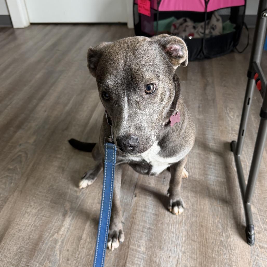 Lotus, a Adoptable Labrador Retriever in Marion, VA image 5/6