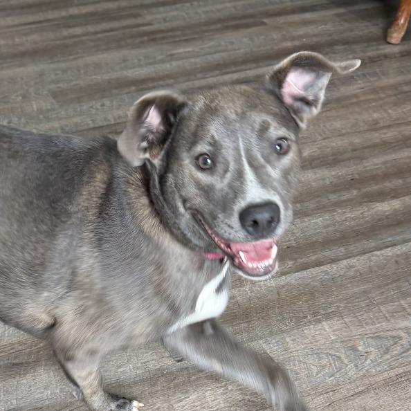 Lotus, a Adoptable Labrador Retriever in Marion, VA image 6/6