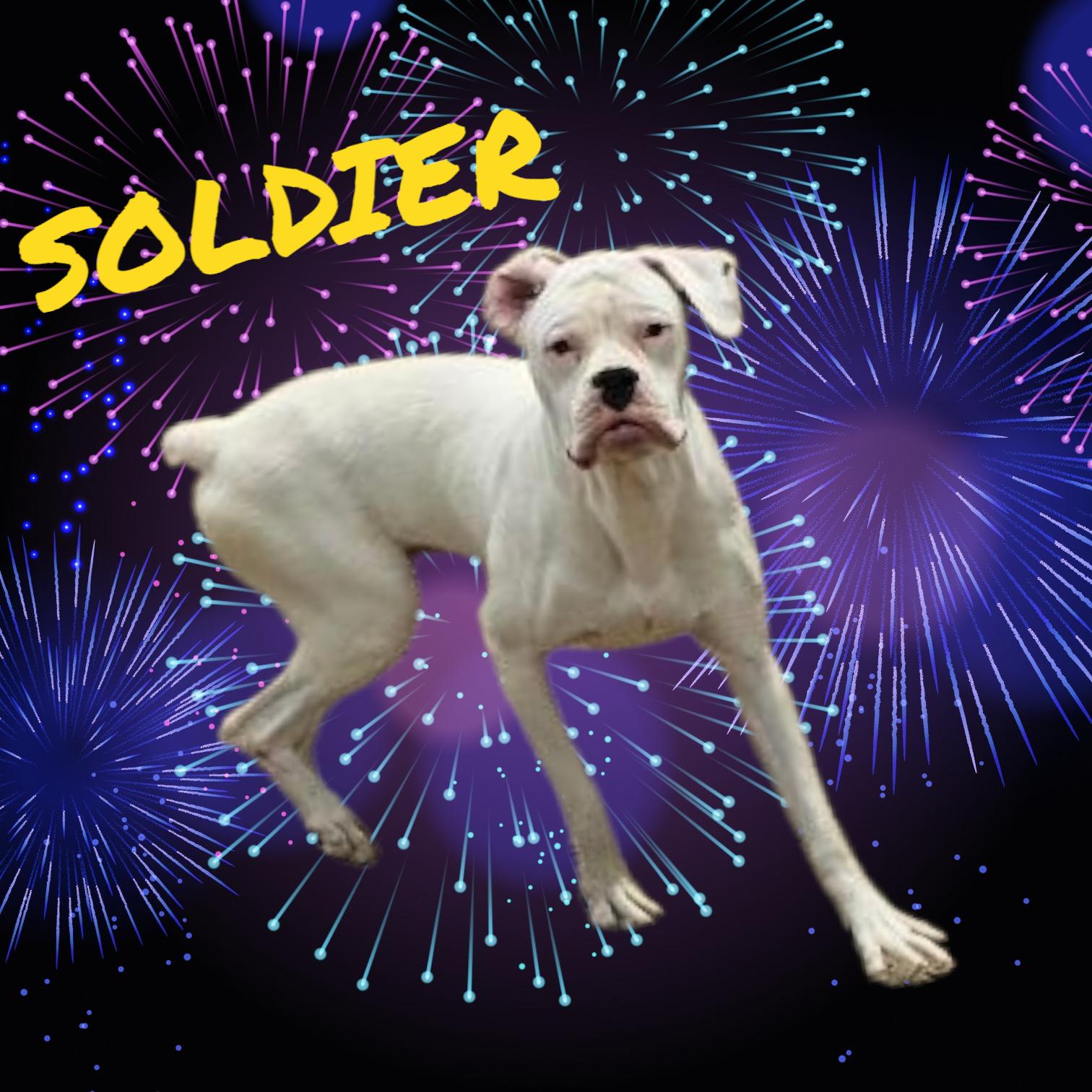 Soldier, Adoptable, Young Male Boxer.