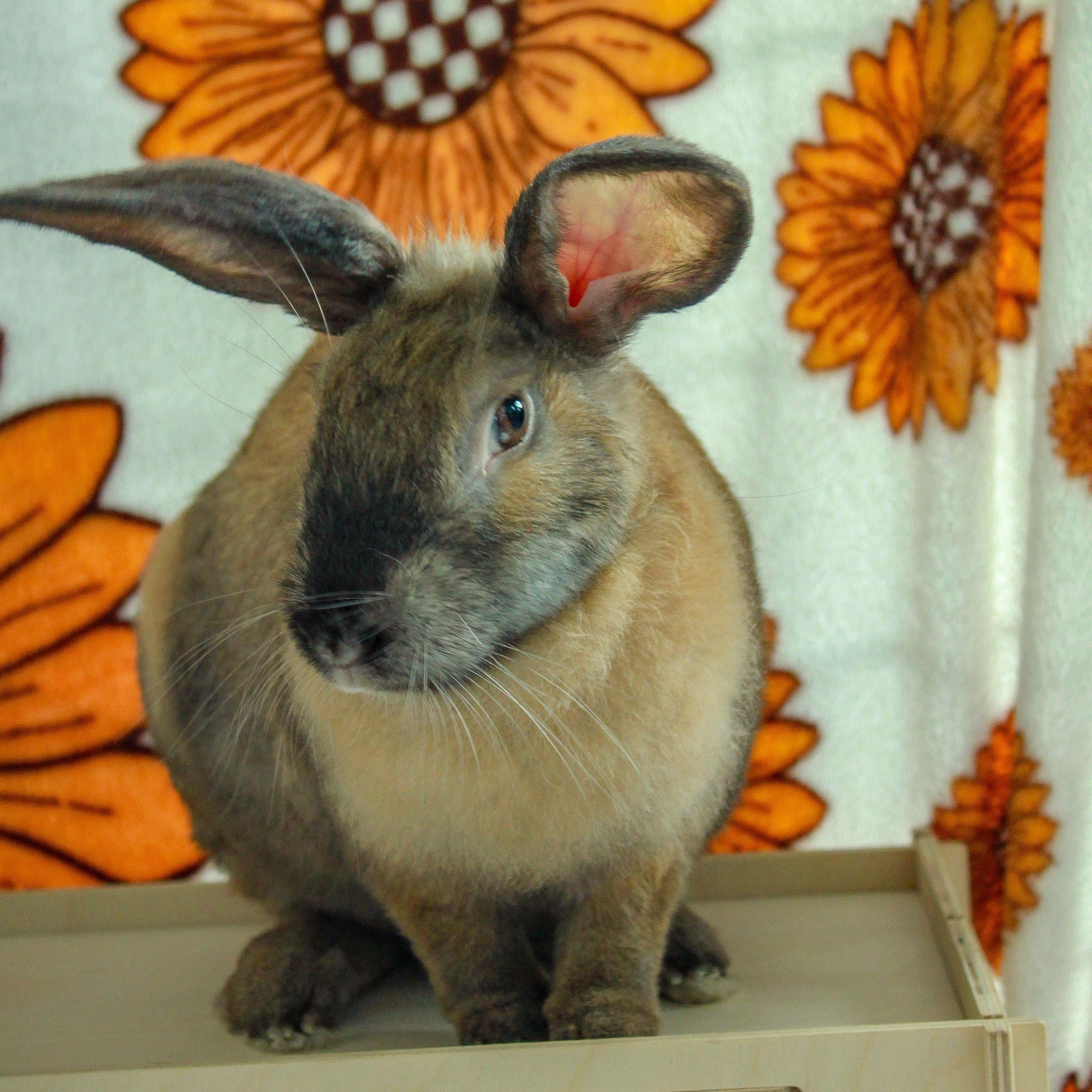 Chandler, Adult Male unknown