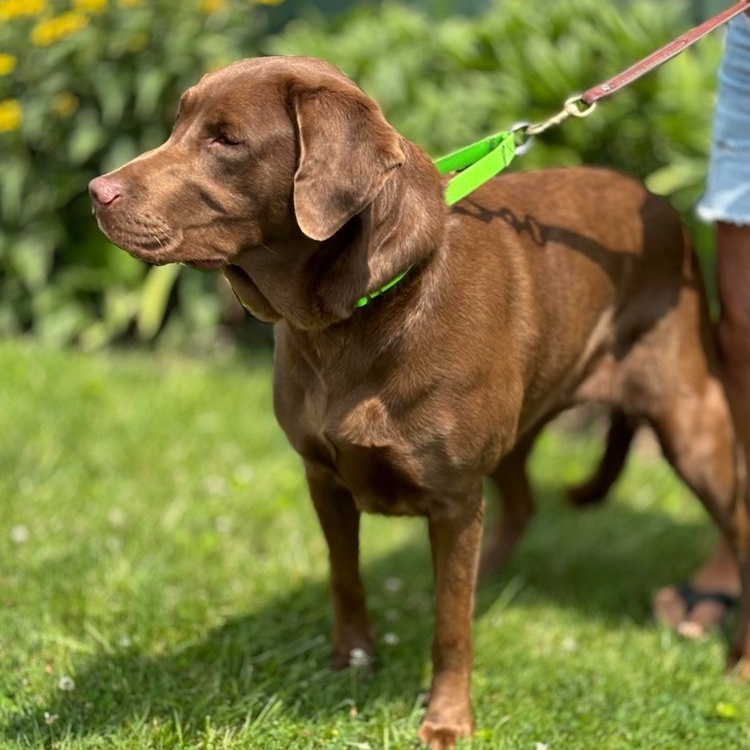 Dog for adoption Rescue Sadie, a Chocolate Labrador Retriever in