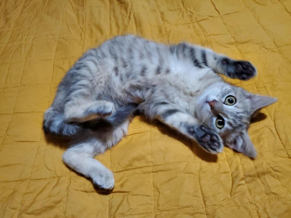 Spacey Jane, Adoptable, Young Female Domestic Short Hair.