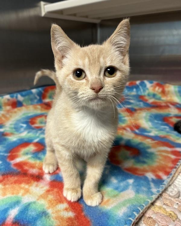 Enlarge Sister Rosetta (with Tail Tucked), a Adoptable mixed breed in Richmond, VA image 1/1
