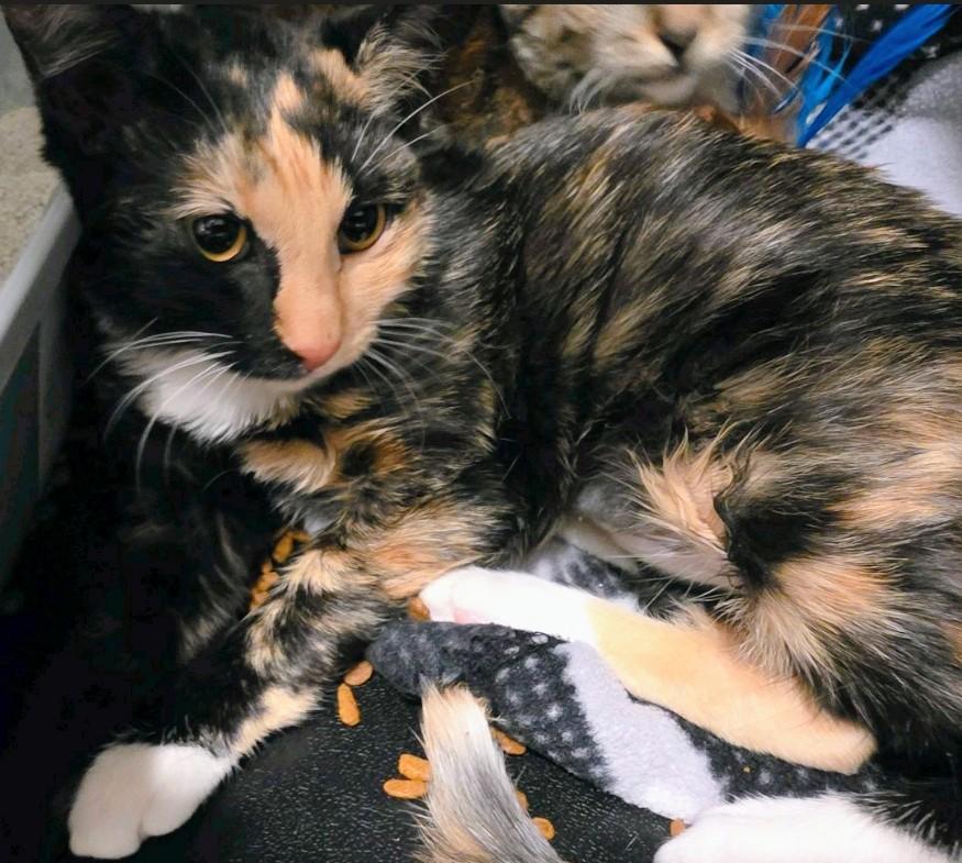 Enlarge Fall, a Adopted Domestic Short Hair in Reno, NV image 1/1