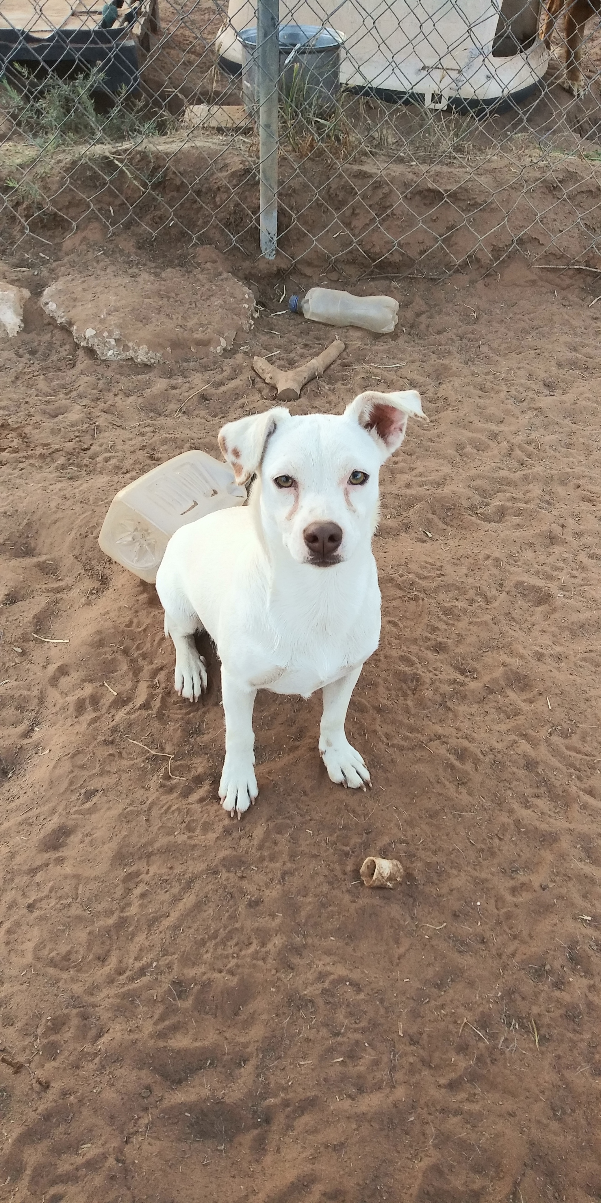 Snowy, a Adoptable mixed breed in Anton, TX image 1/4