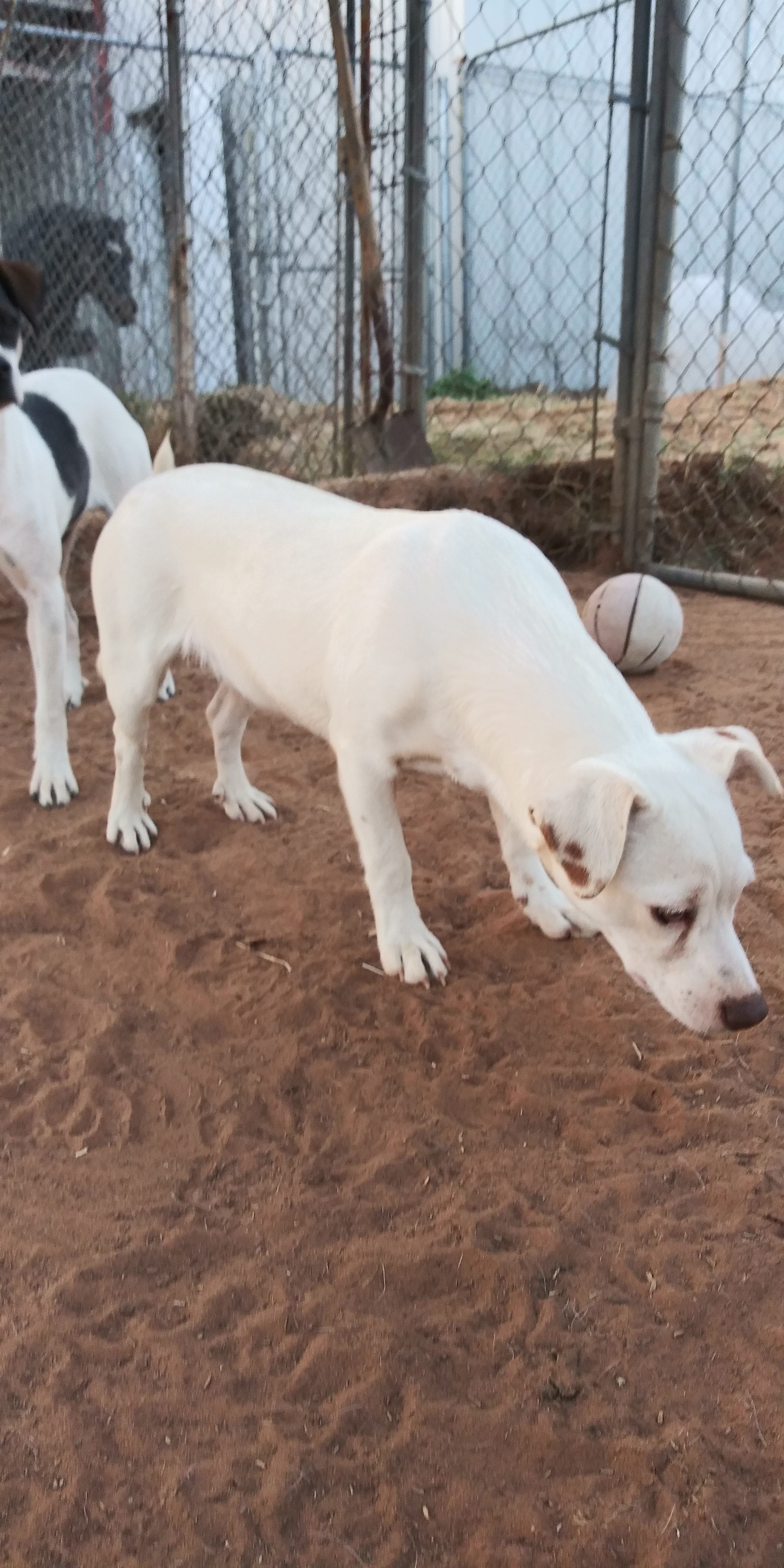 Snowy, a Adoptable mixed breed in Anton, TX image 2/4