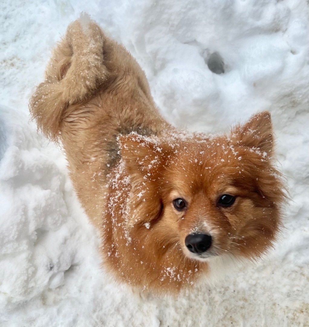 Teddy, a Adoptable mixed breed in Soldotna, AK image 1/5