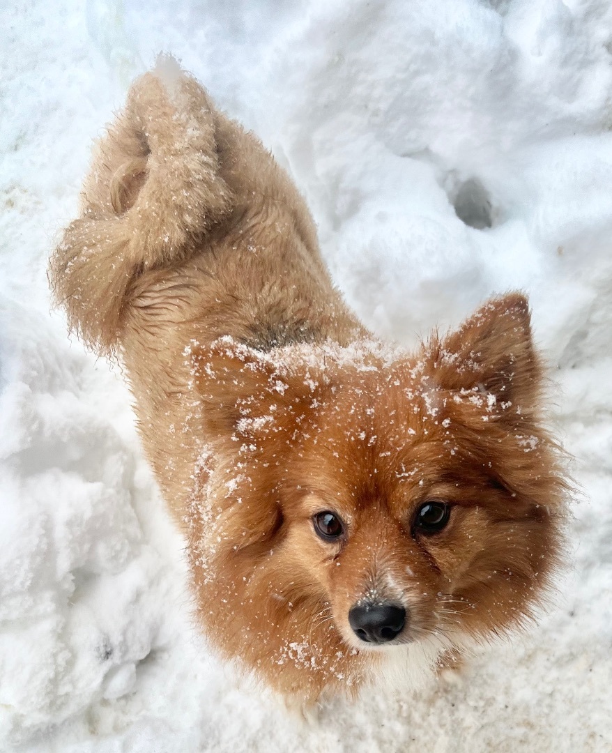 Teddy, a Adoptable mixed breed in Soldotna, AK image 2/5