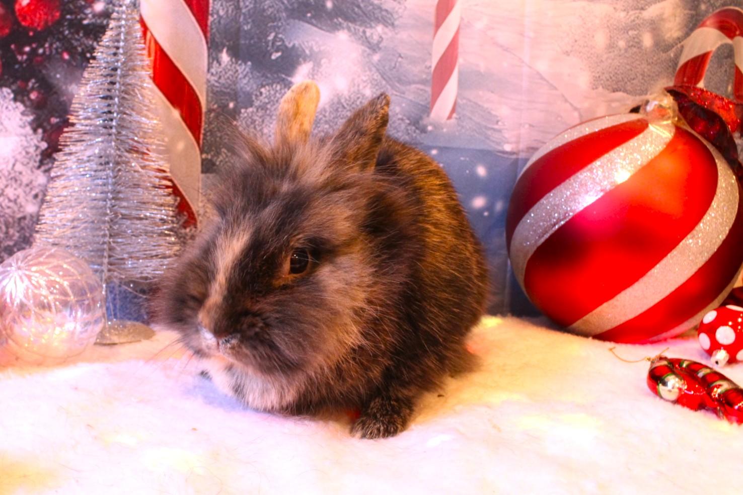 Keeley, a ADOPTABLE American in Hillside, NJ image 1/2