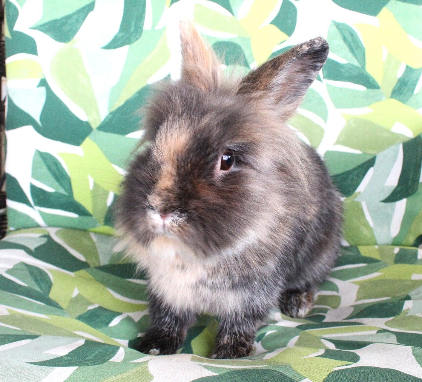 Enlarge Keeley, a ADOPTABLE American in Hillside, NJ image 1/3