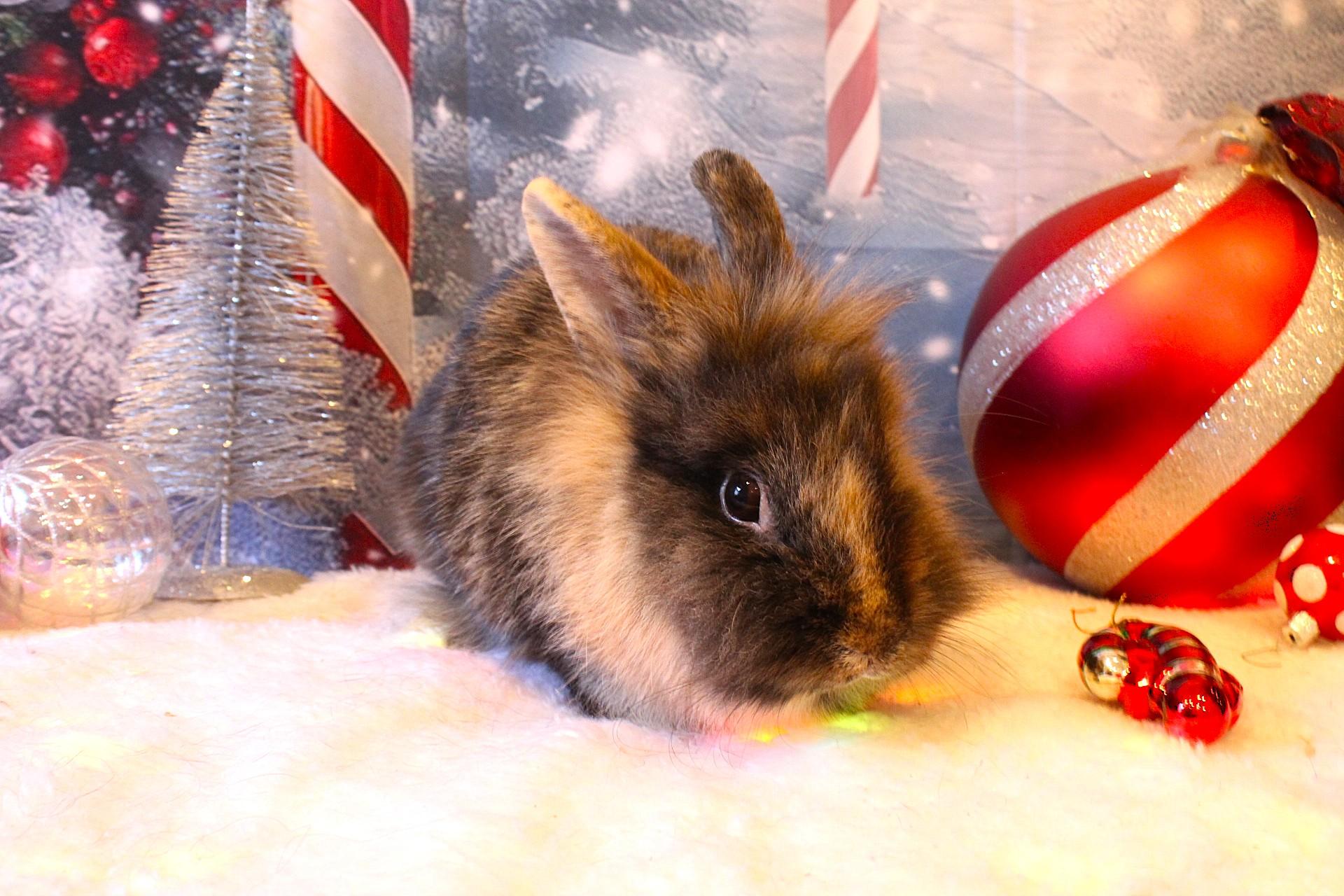 Keeley, ADOPTABLE, Young Female American.