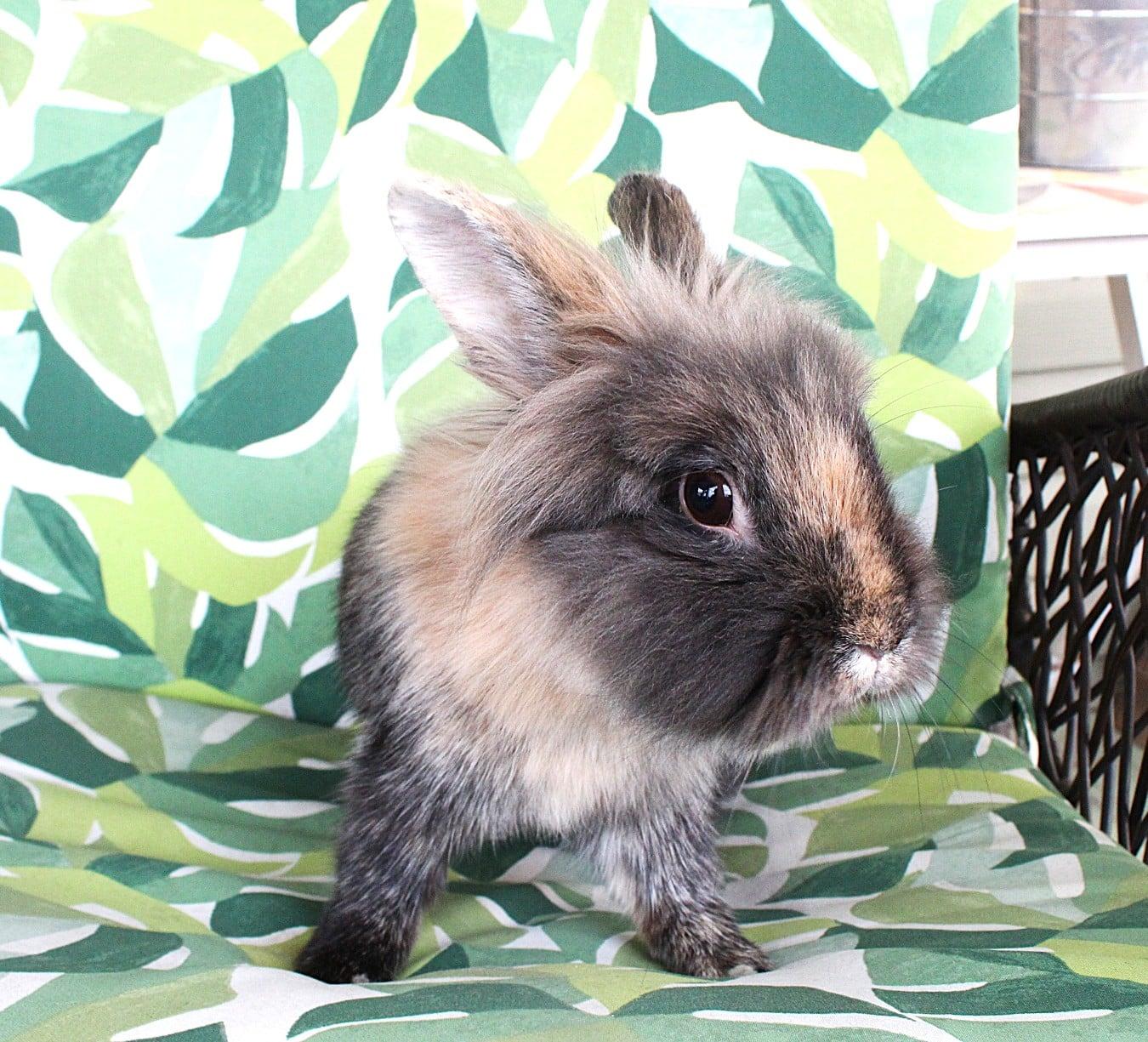 Enlarge Keeley, a ADOPTABLE American in Hillside, NJ image 3/3
