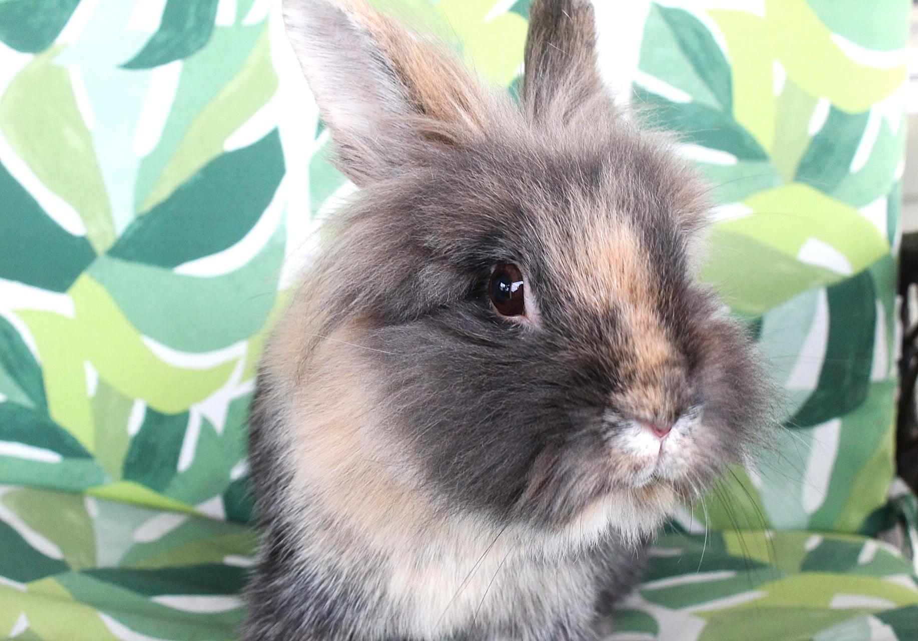 Enlarge Keeley, a ADOPTABLE American in Hillside, NJ image 2/3