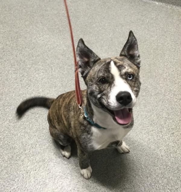Odin, Adoptable, Adult Male Siberian Husky & Pit Bull Terrier.
