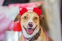 Shirley, a Adoptable mixed breed in Woodland Hills, CA image 4/4