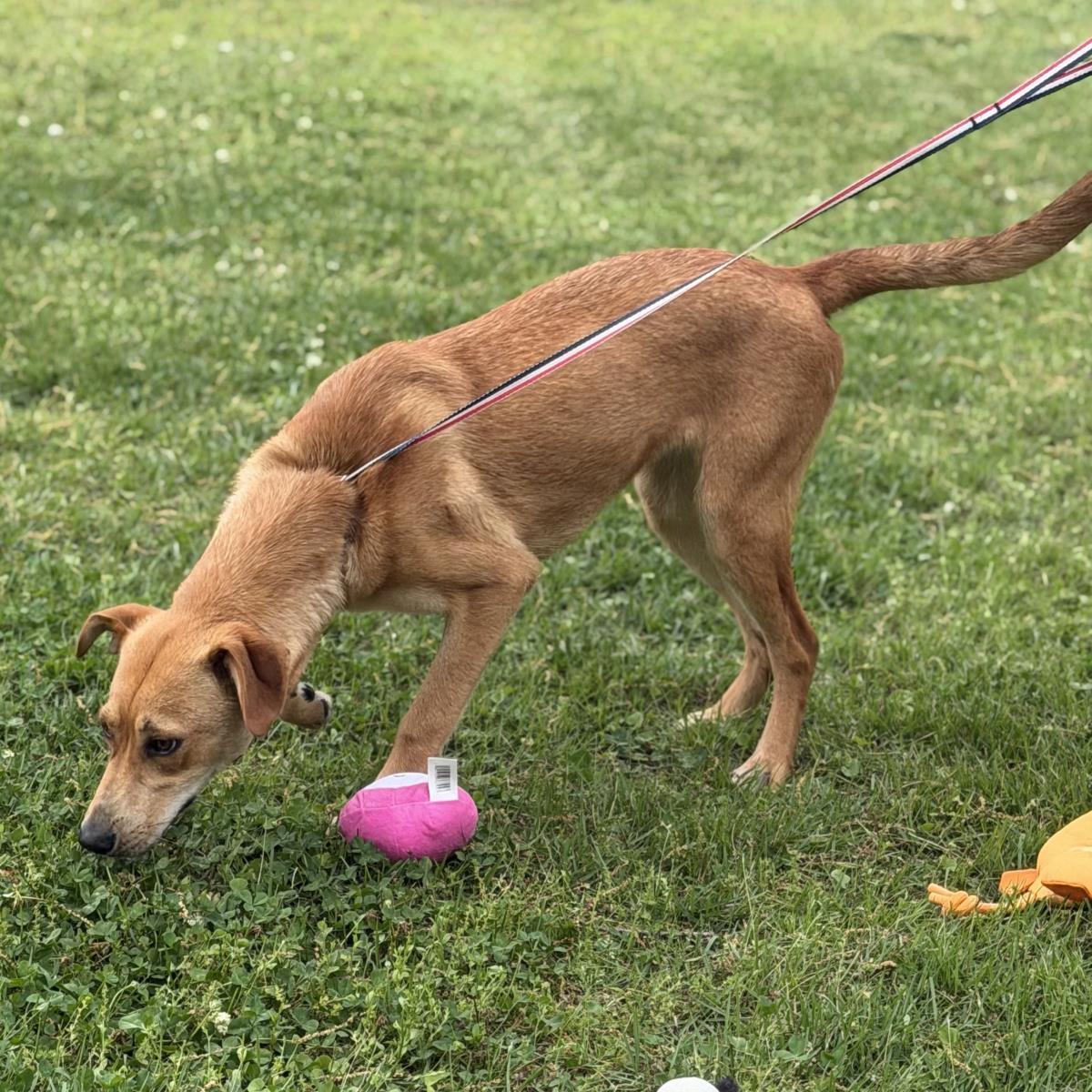 Enlarge Sally, a Adoptable mixed breed in Locust Fork, AL image 1/3