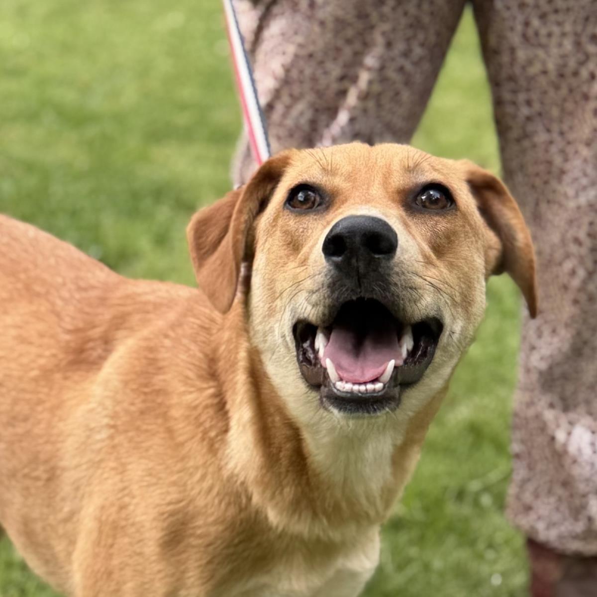 Enlarge Sally, a Adoptable mixed breed in Locust Fork, AL image 2/3