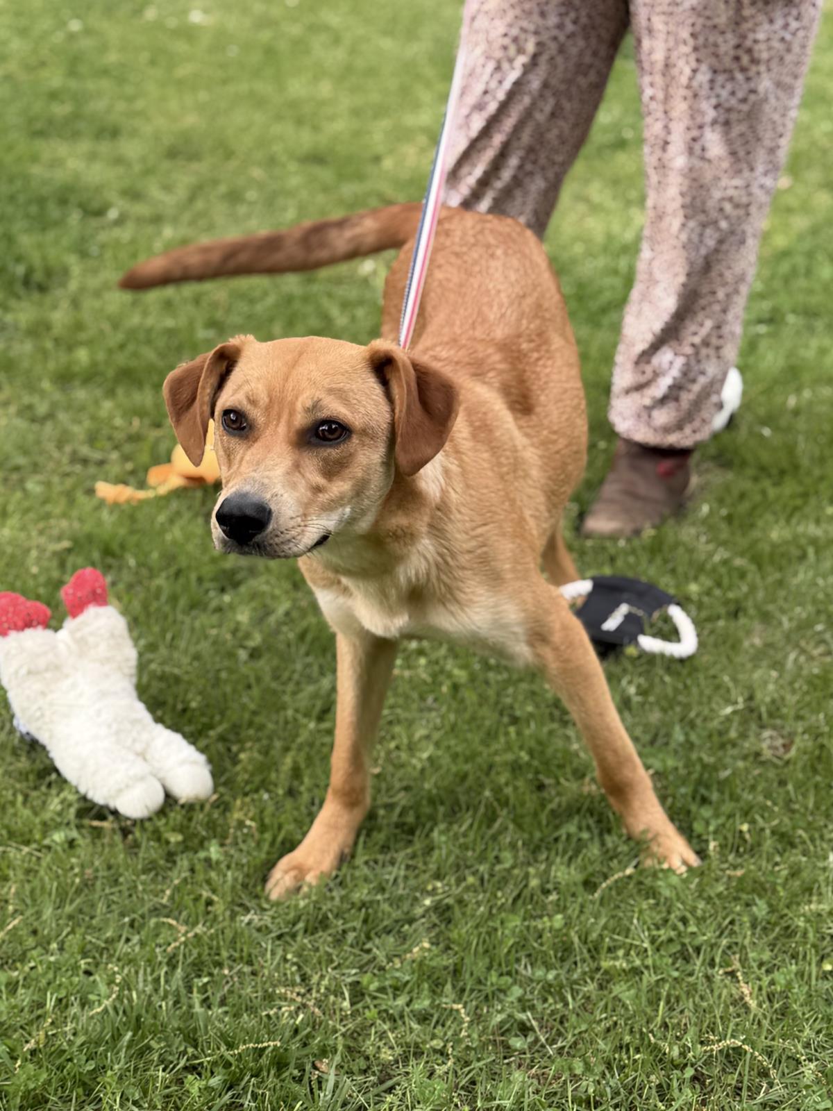 Enlarge Sally, a Adoptable mixed breed in Locust Fork, AL image 3/3