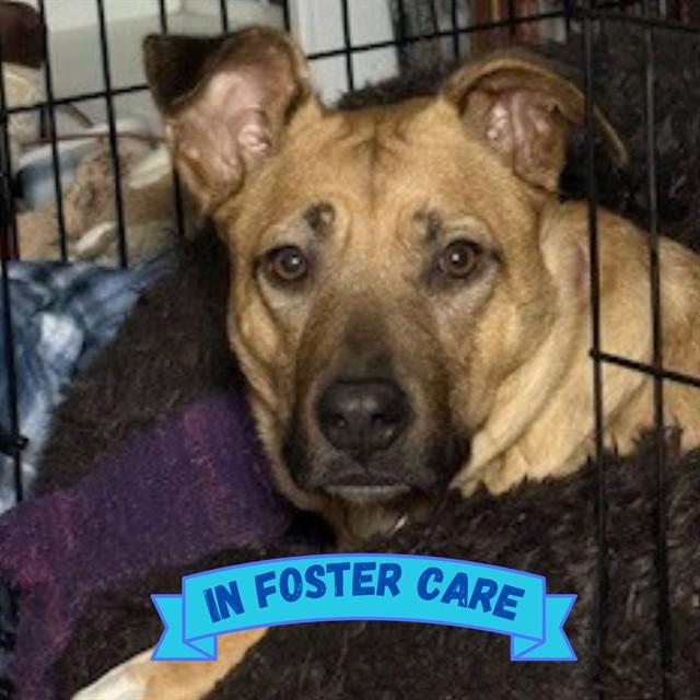 Enlarge FROZONE, a Adoptable mixed breed in Tallahassee, FL image 1/1