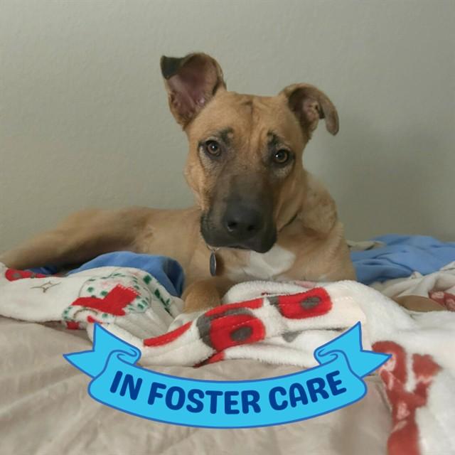 Enlarge LUCY, a Adoptable mixed breed in Tallahassee, FL image 1/1