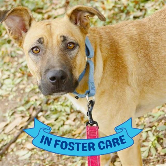 Enlarge FROZONE, a Adoptable mixed breed in Tallahassee, FL image 1/1