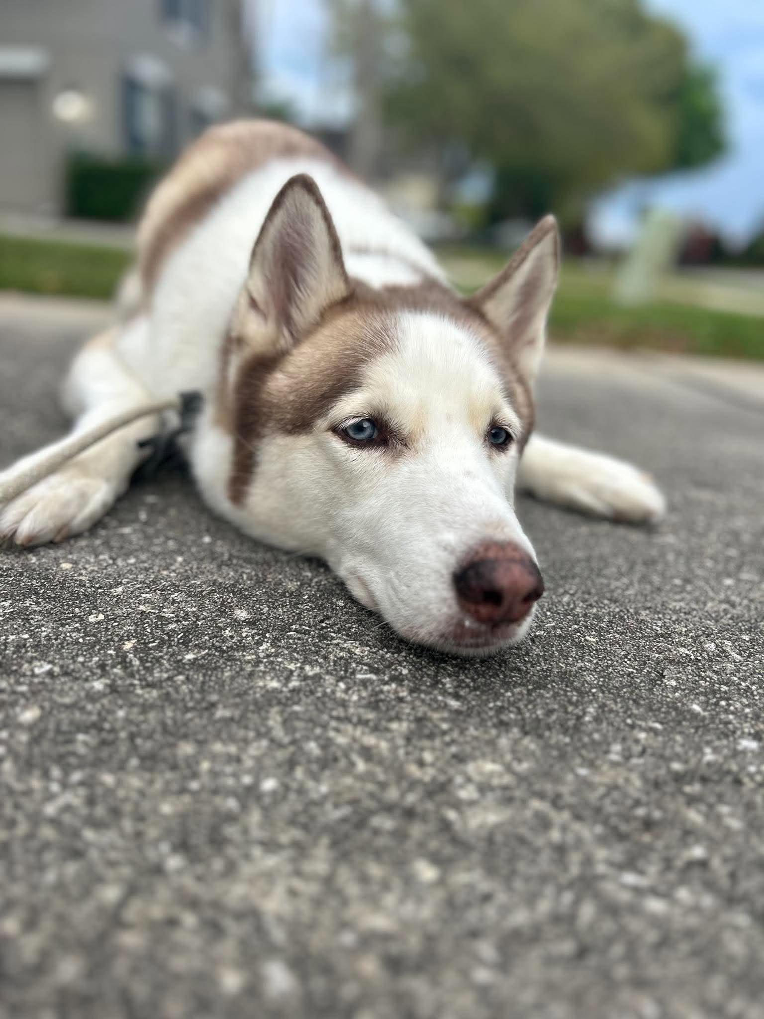 Enlarge Kylo, a Adoptable Husky in New Smyrna Beach, FL image 2/5
