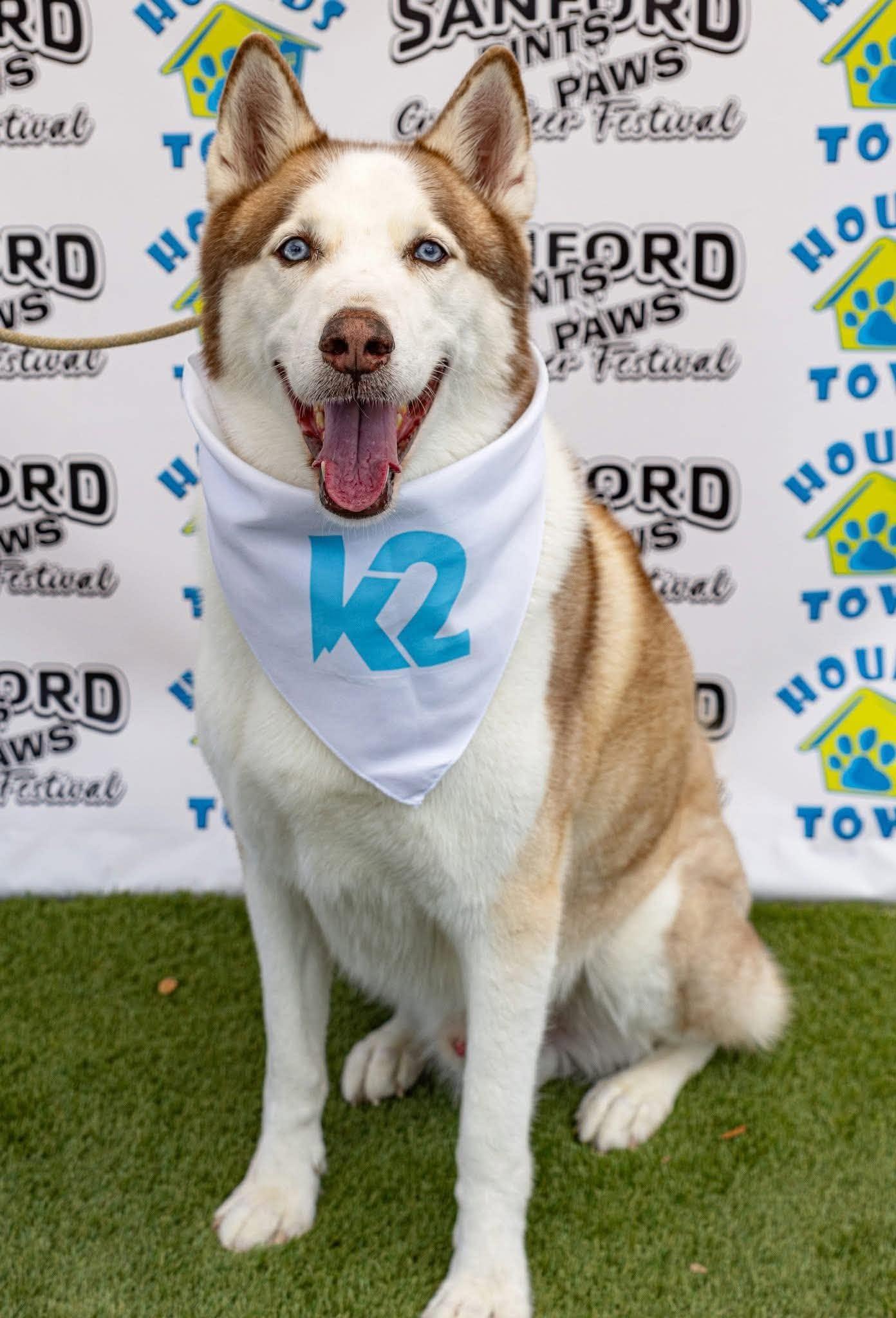 Enlarge Kylo, a Adoptable Husky in New Smyrna Beach, FL image 1/5