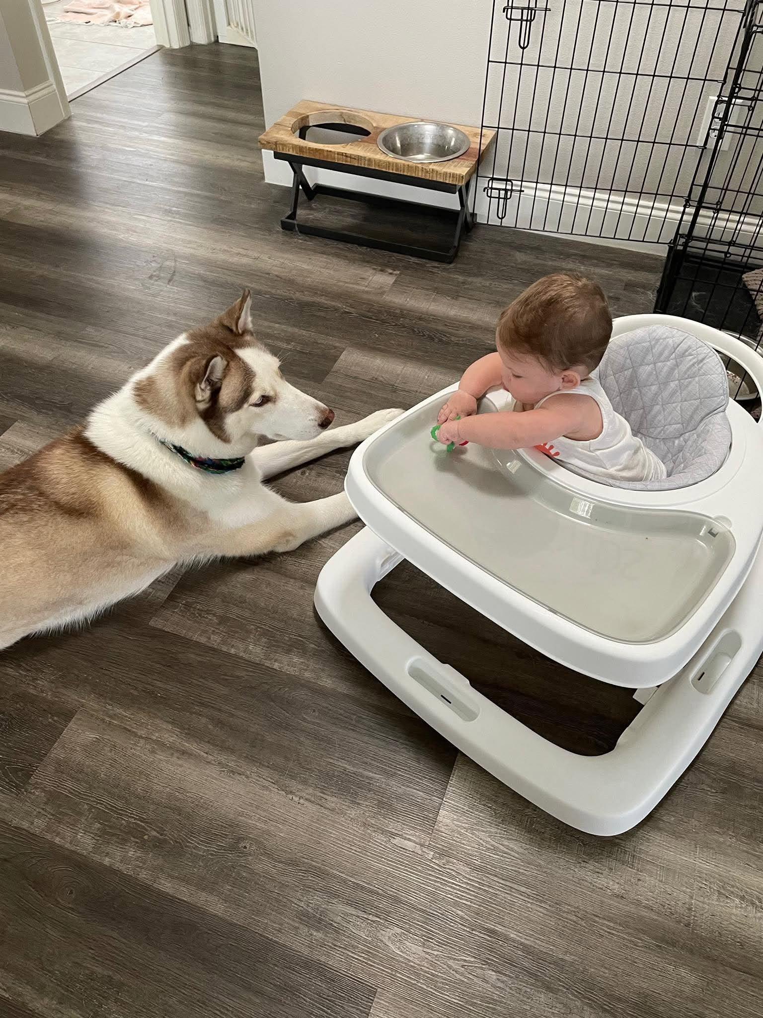 Enlarge Kylo, a Adoptable Husky in New Smyrna Beach, FL image 5/5