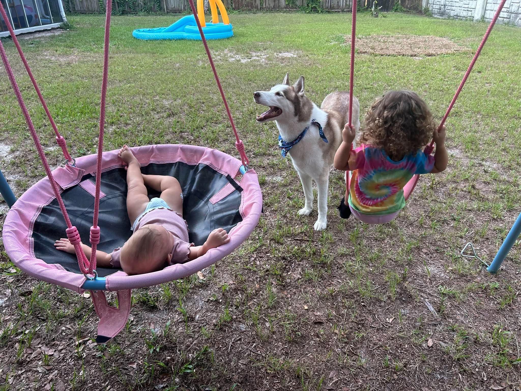 Enlarge Kylo, a Adoptable Husky in New Smyrna Beach, FL image 4/5