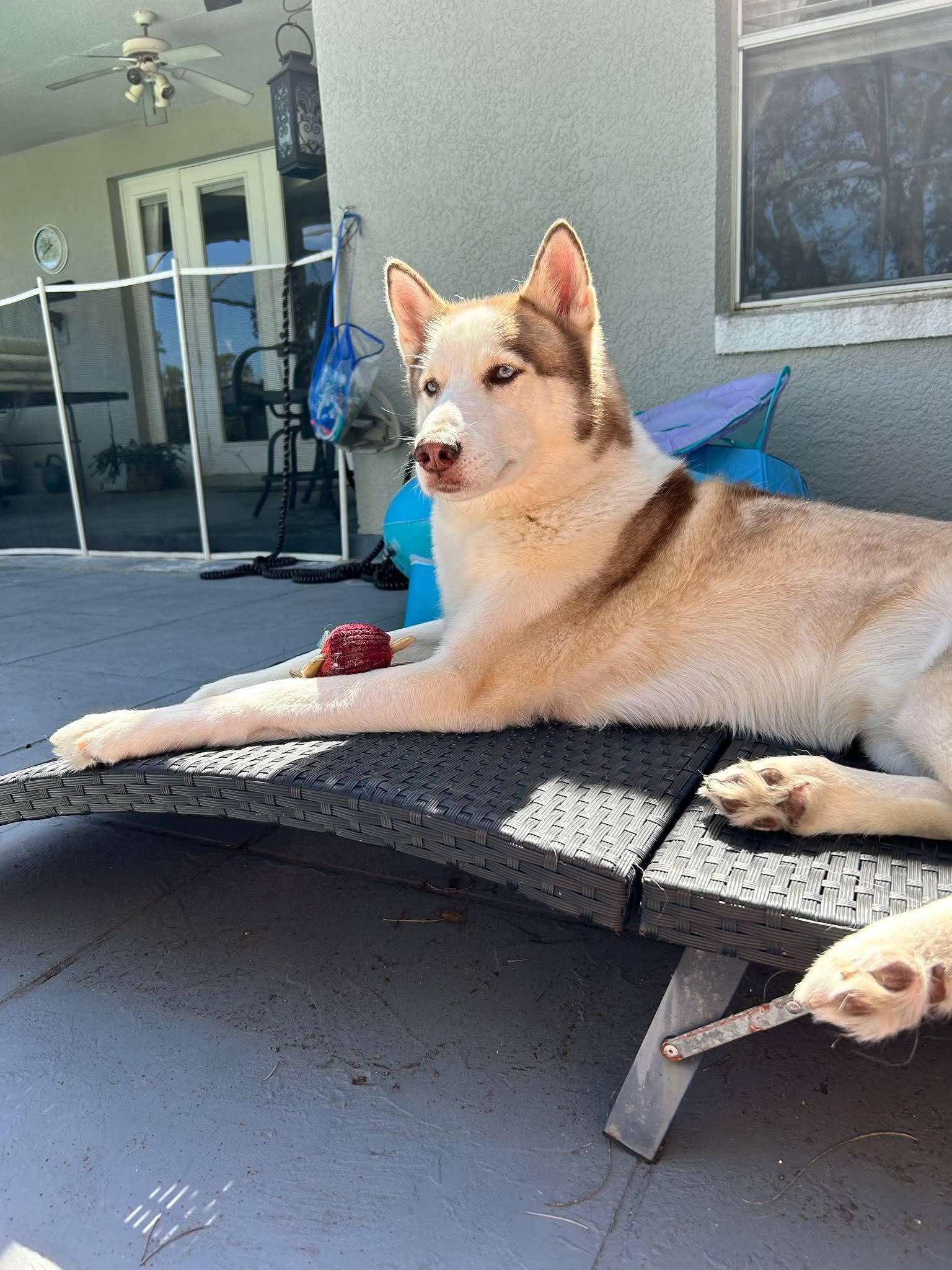 Enlarge Kylo, a Adoptable Husky in New Smyrna Beach, FL image 3/5
