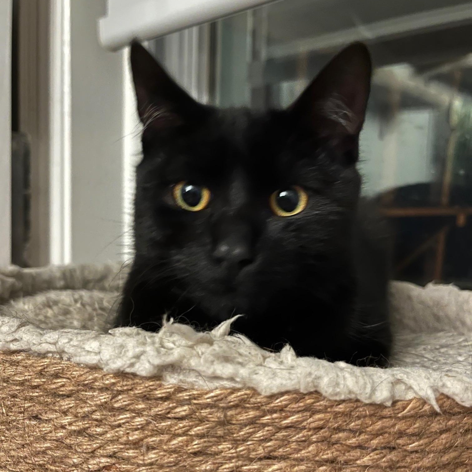 Tommy Toes *MUST BE ADOPTED WITH BENNY BEANS*, a Adoptable Domestic Short Hair in Toronto, ON image 4/6