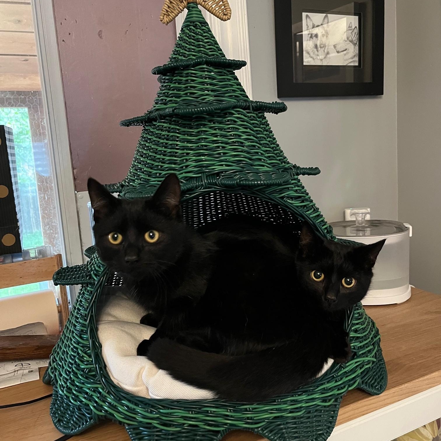 Tommy Toes *MUST BE ADOPTED WITH BENNY BEANS*, a Adoptable Domestic Short Hair in Toronto, ON image 2/6