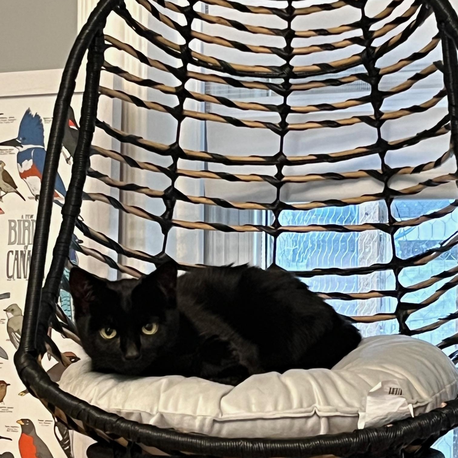 Tommy Toes *MUST BE ADOPTED WITH BENNY BEANS*, a Adoptable Domestic Short Hair in Toronto, ON image 6/6