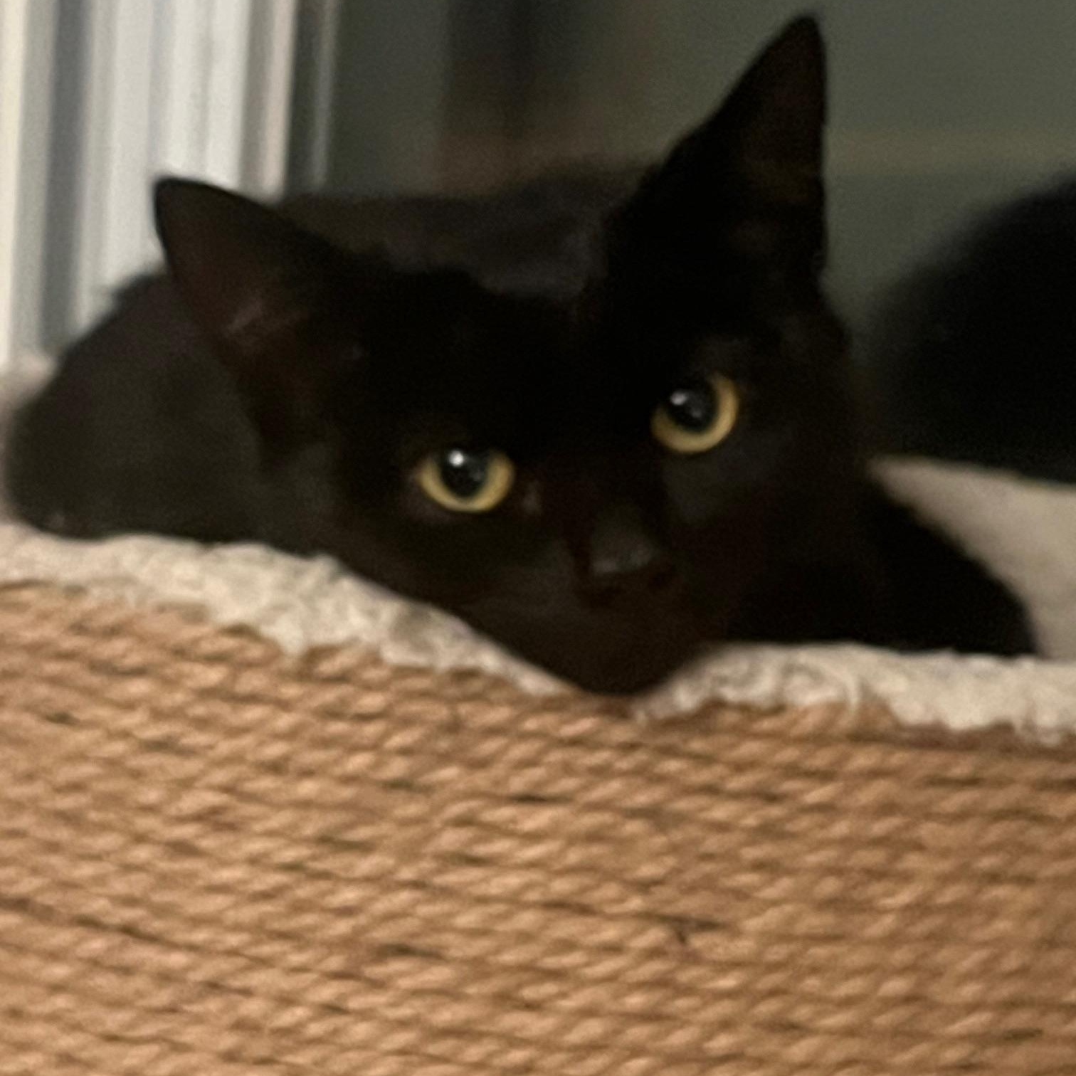 Tommy Toes *MUST BE ADOPTED WITH BENNY BEANS*, Adoptable, Young Male Domestic Short Hair.