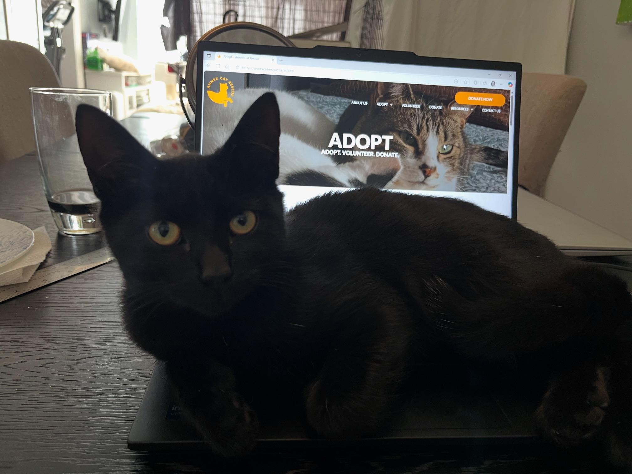 Tommy Toes *MUST BE ADOPTED WITH BENNY BEANS*, a Adoptable Domestic Short Hair in Toronto, ON image 3/6