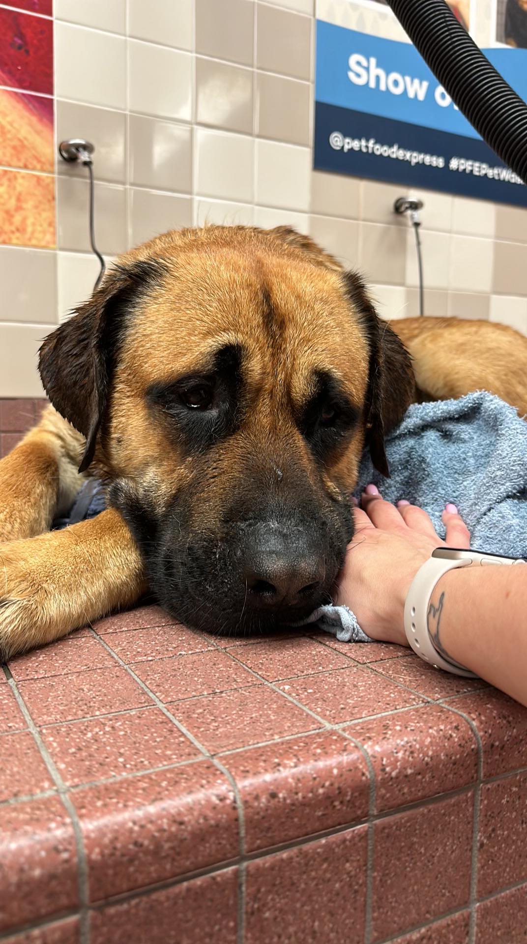 Reggie, a Adopted Mastiff in Kensington, CA image 1/6