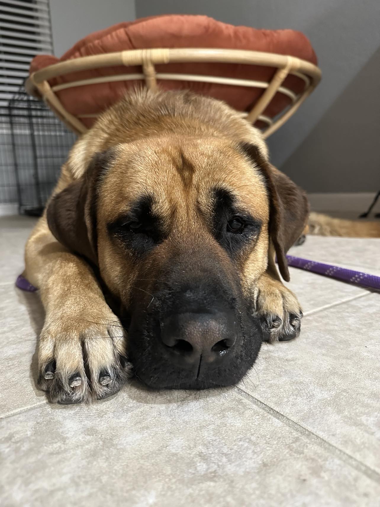 Reggie, a Adopted Mastiff in Kensington, CA image 2/6